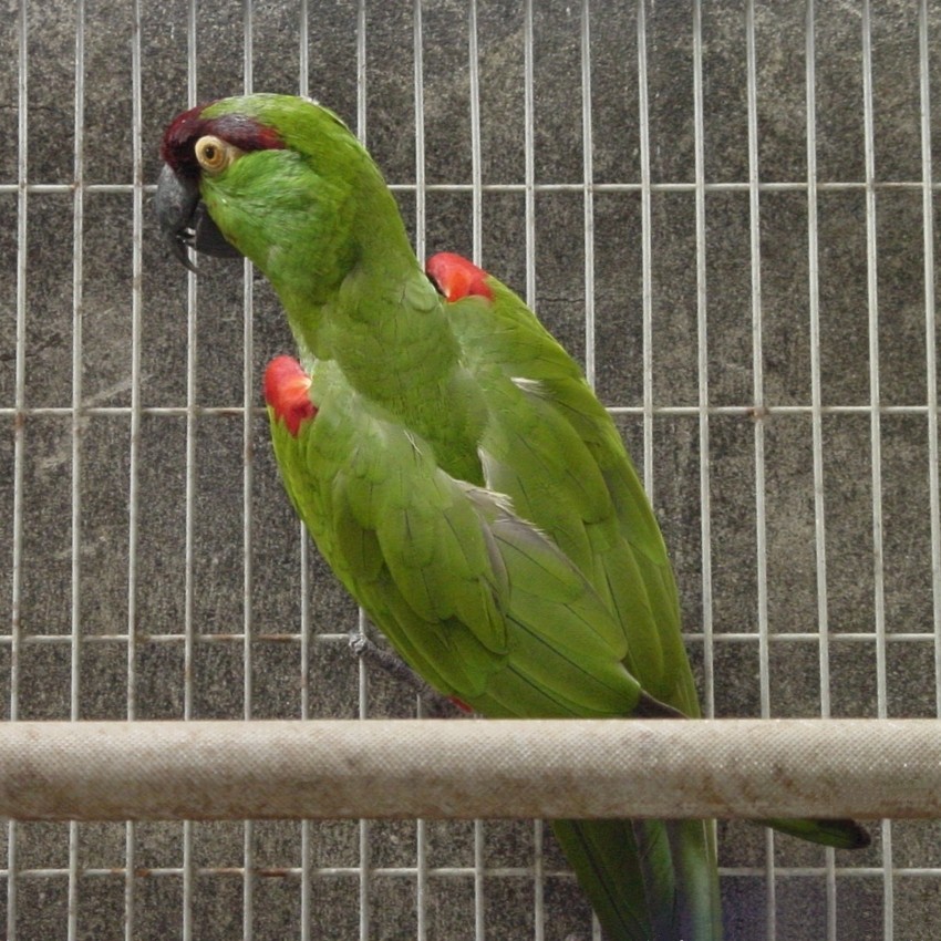 クリムネインコ (Rhynchopsitta terrisi)