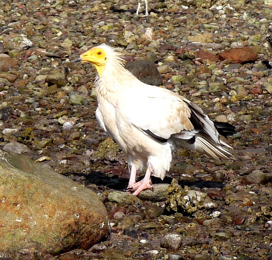 Egyptian Vulture (Neophron)