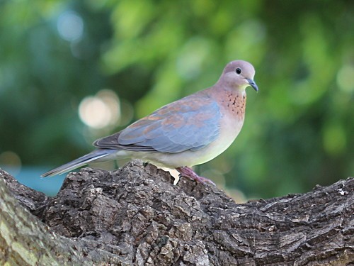 ワライバト (Spilopelia senegalensis)