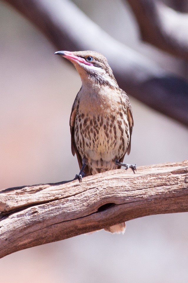 Spiny-cheeked Honeyeater (Acanthagenys)