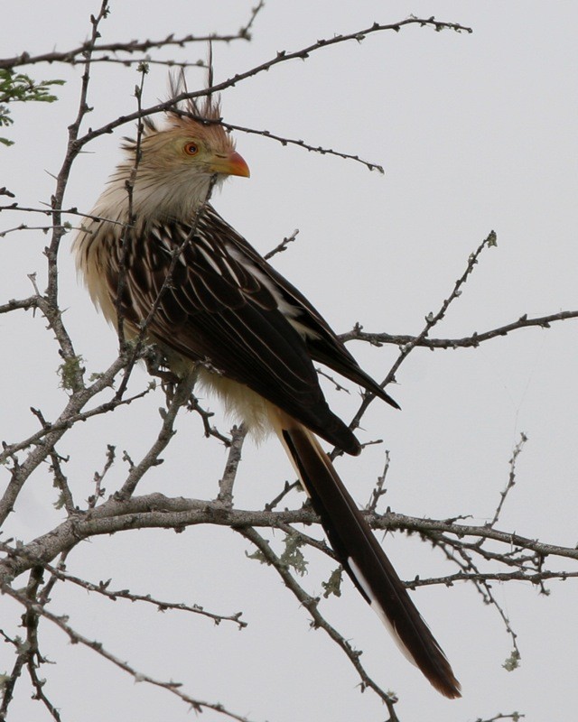 Guira Cuckoo (Guira)