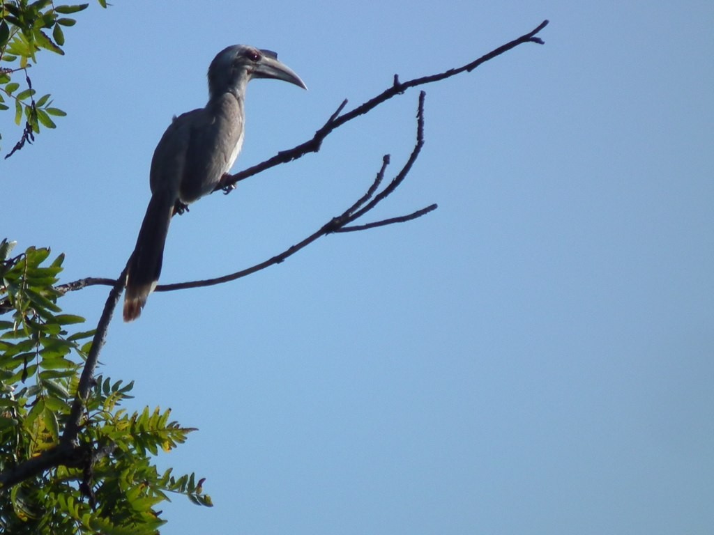 South Asian Gray Hornbills (Ocyceros)
