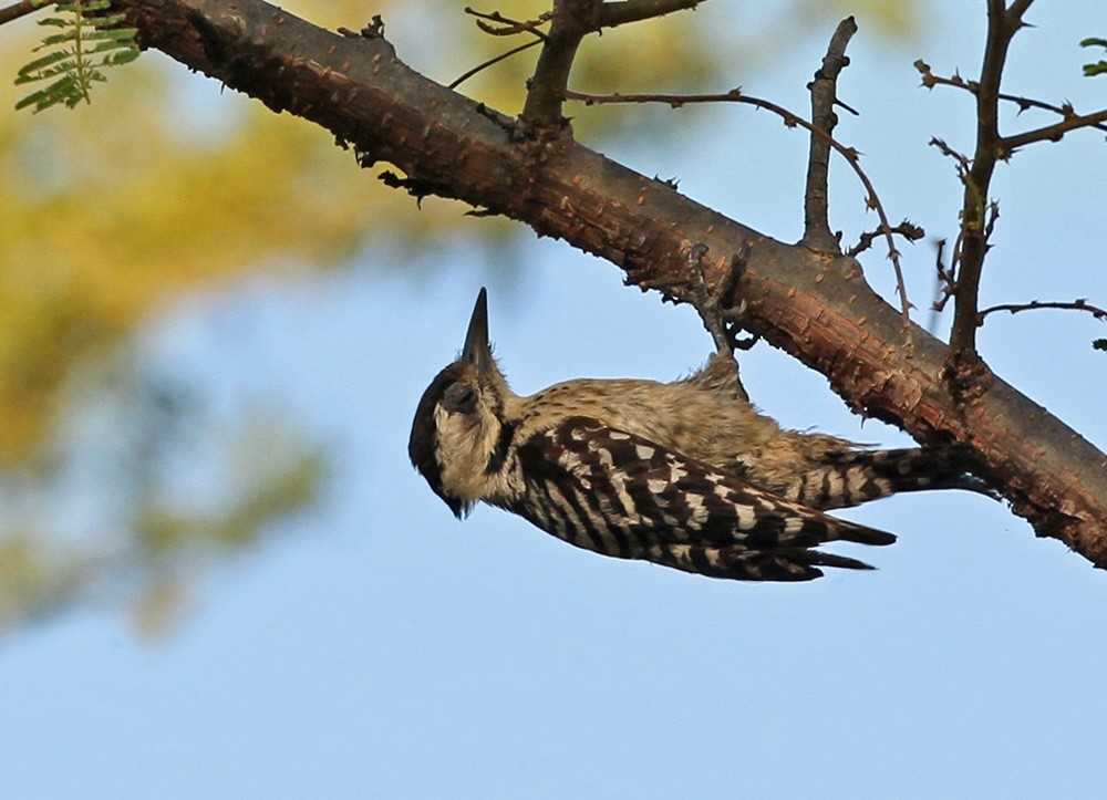 Freckle-breasted Woodpecker (Dendrocopos analis)