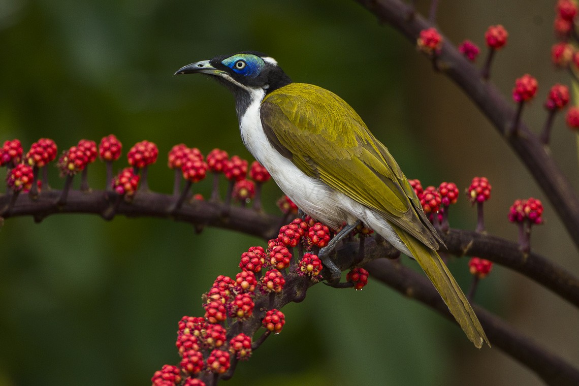 Blauwwanghoningeter (Entomyzon cyanotis)