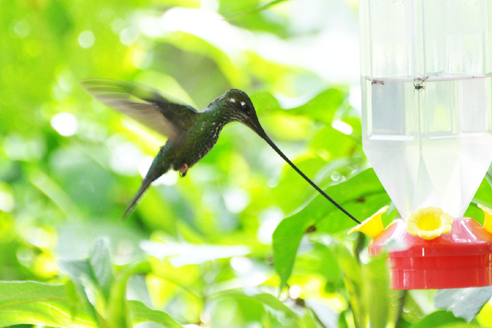 Sword-billed Hummingbird (Ensifera)
