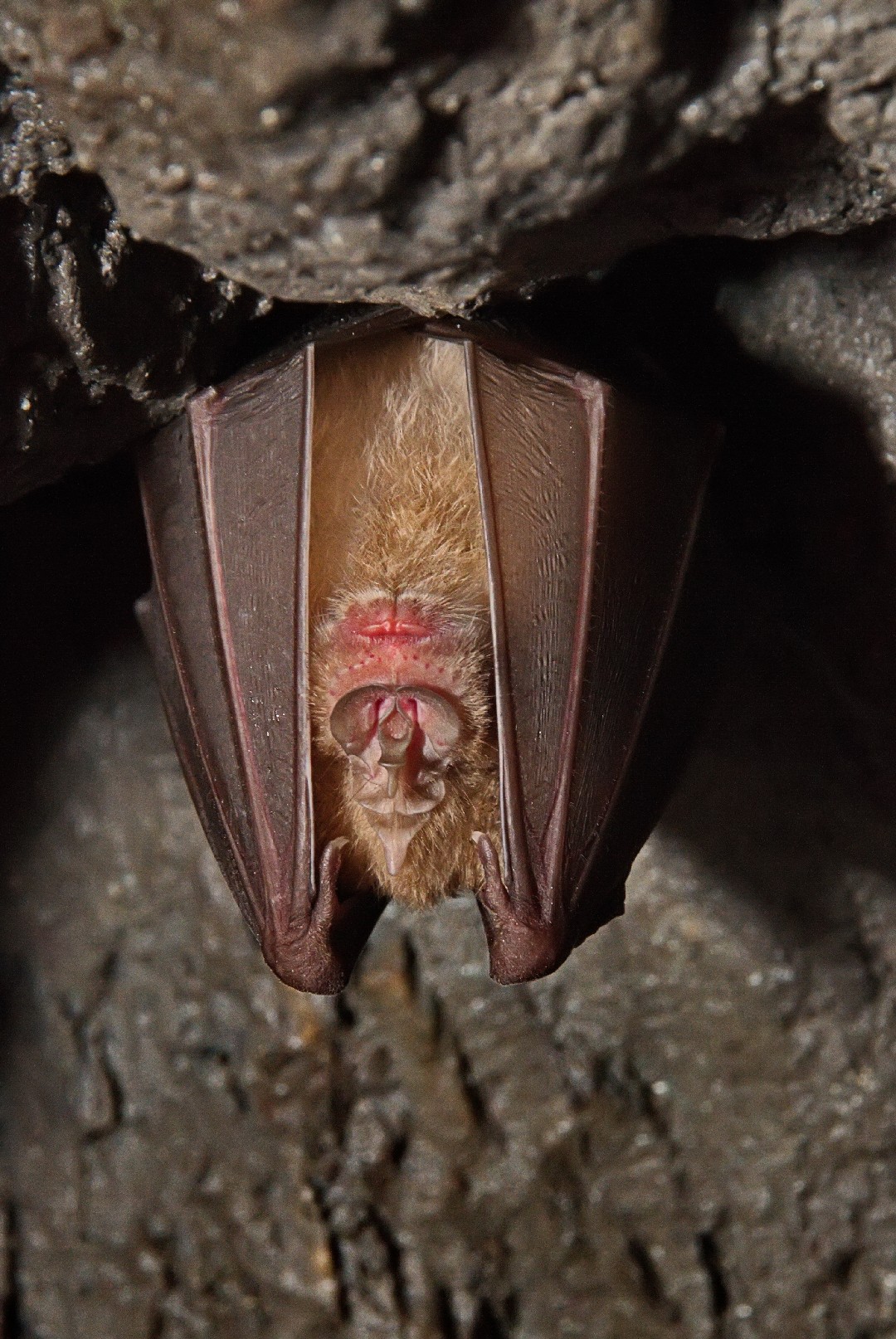 Horseshoe bat (Rhinolophus)