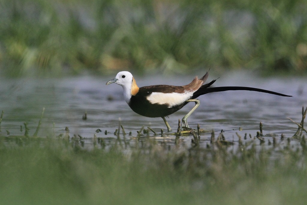 Фазанохвостая якана (Hydrophasianus chirurgus)