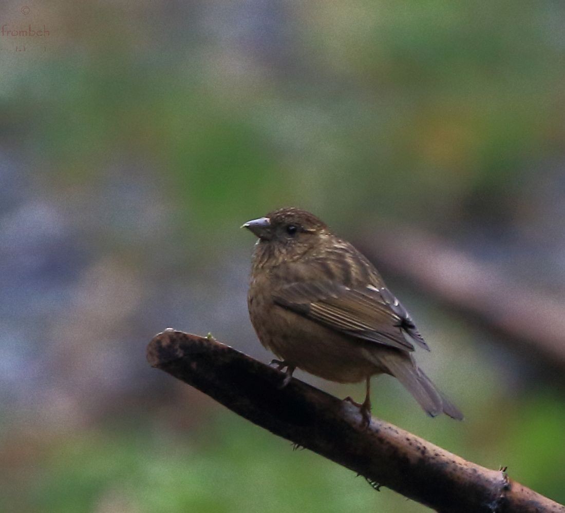 Dark-rumped Rosefinch (Carpodacus edwardsii)