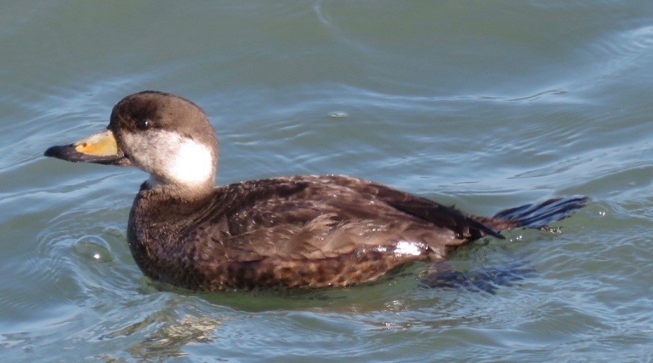 Black Scoter (Melanitta americana)