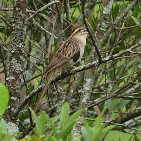 Striped Cuckoo (Tapera)