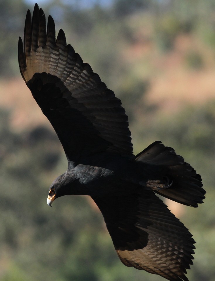 Águia-preta (Aquila verreauxii)