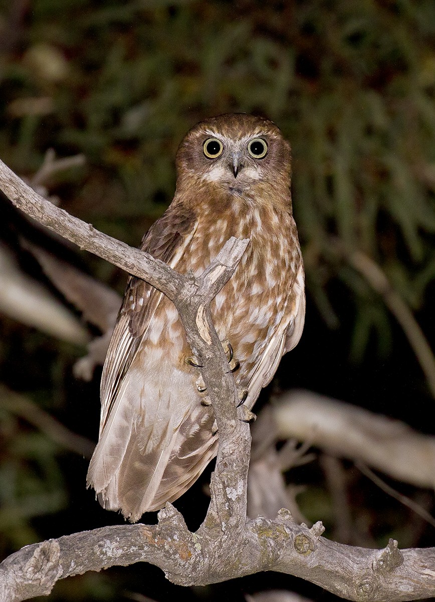 ミナミアオバズク (Ninox boobook)