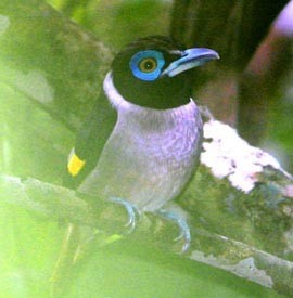 Sarcophanops (Sarcophanops)