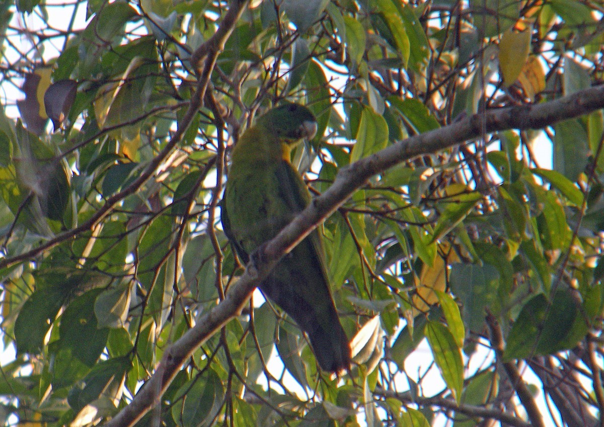 Codaracchetta pettogiallo (Prioniturus flavicans)