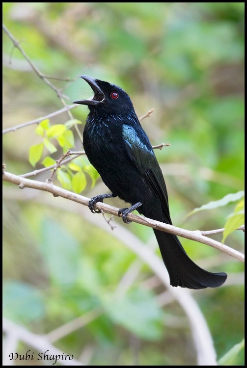 Wallaceadrongo (Dicrurus densus)