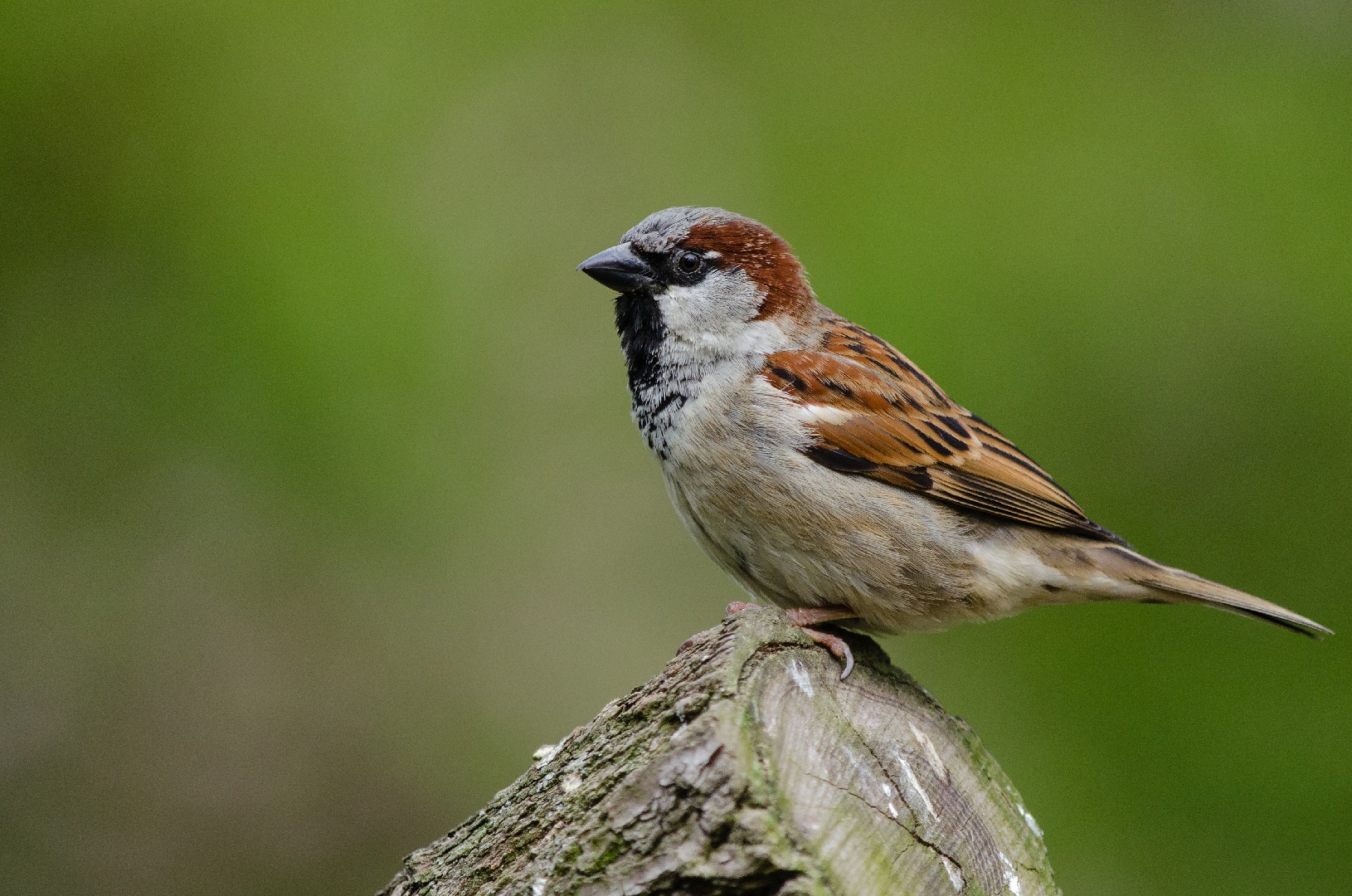 イエスズメ (Passer domesticus)