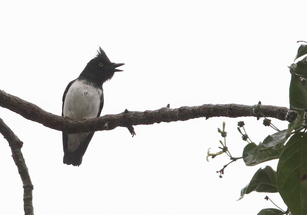 Black-and-white Shrike-flycatcher (Bias musicus)