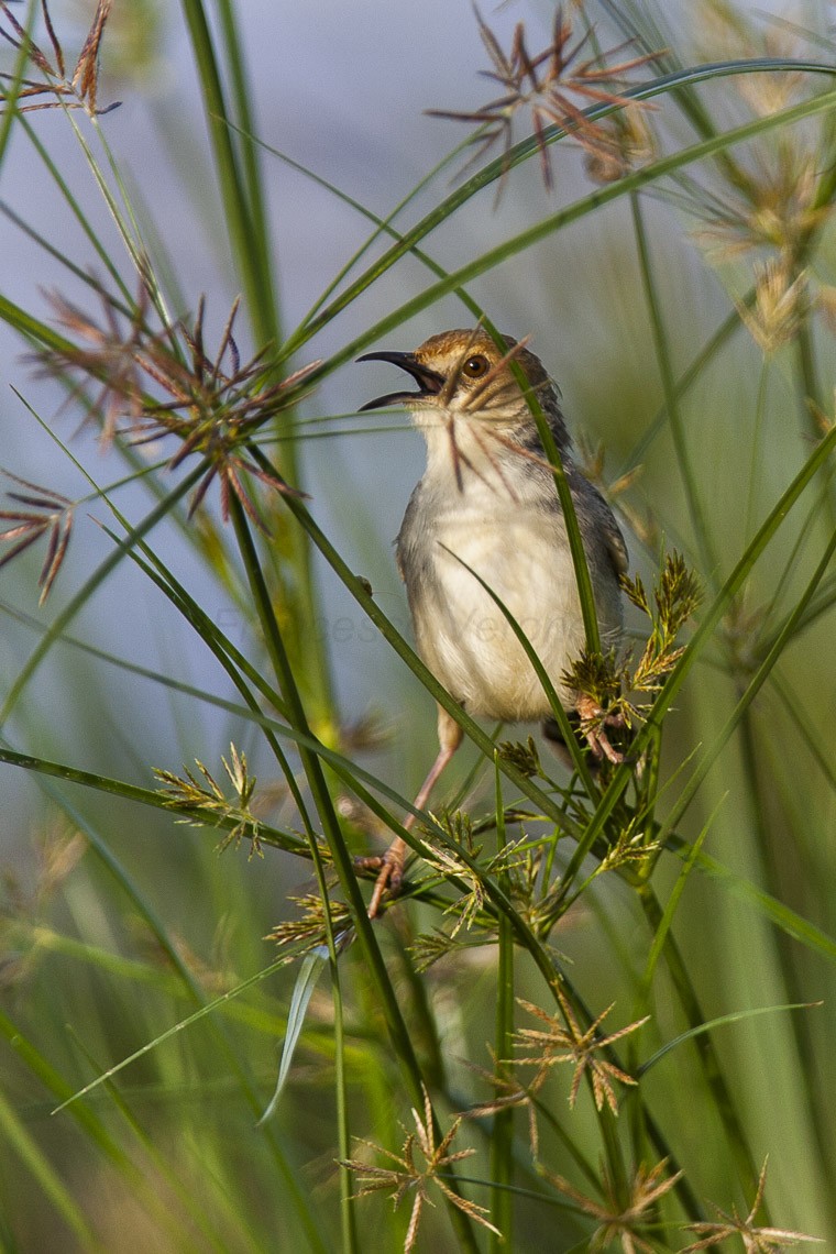 Fuinha-de-dorso-preto (Cisticola galactotes)