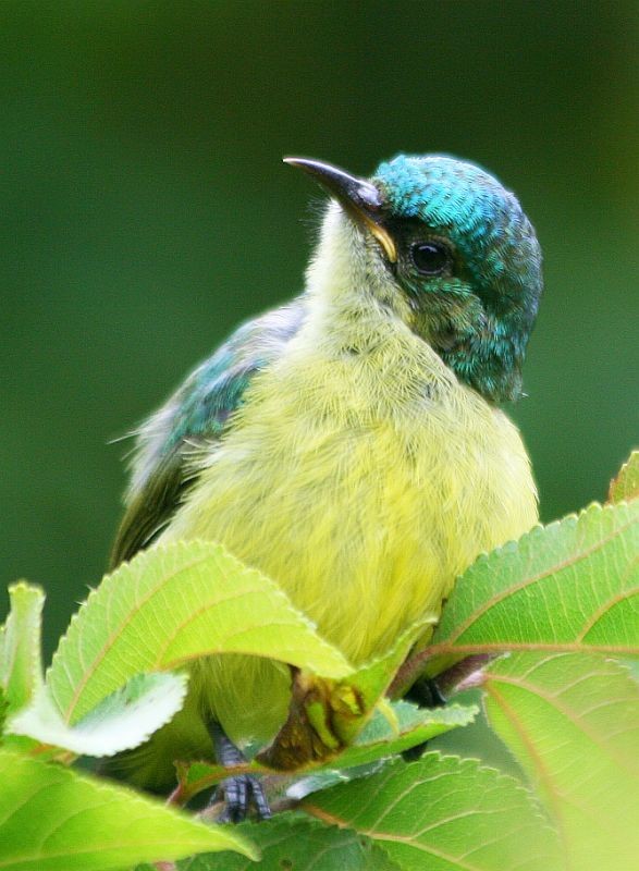 Collared Sunbird