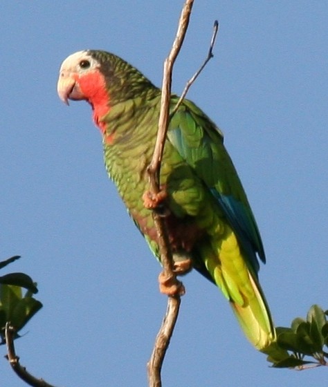 Amazona Cubana (Amazona leucocephala)