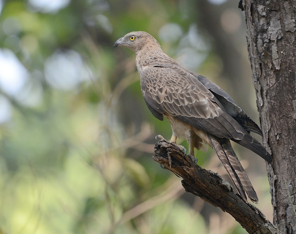 Typical Honey-buzzards (Pernis)