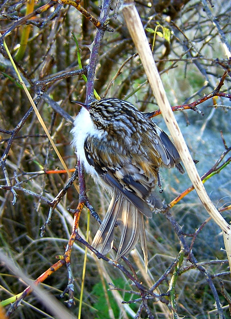 나무발발이 (Certhia familiaris)