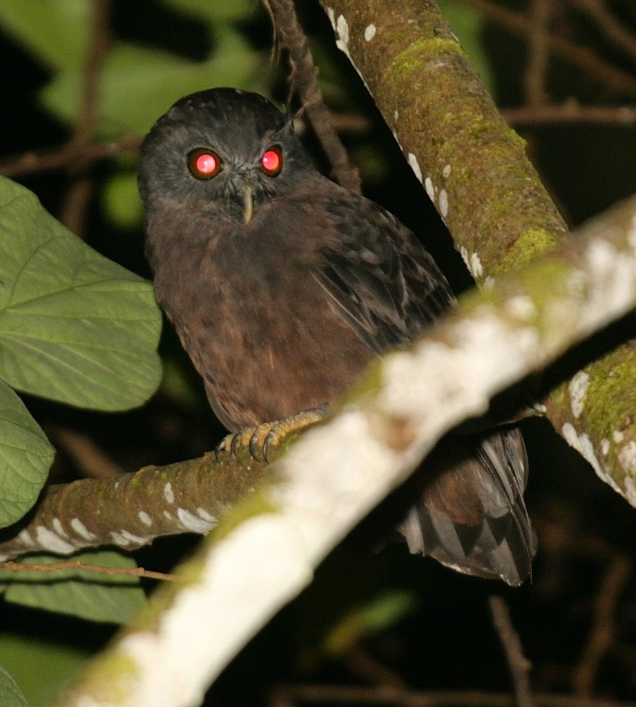 Bruine Valkuil (Ninox theomacha)