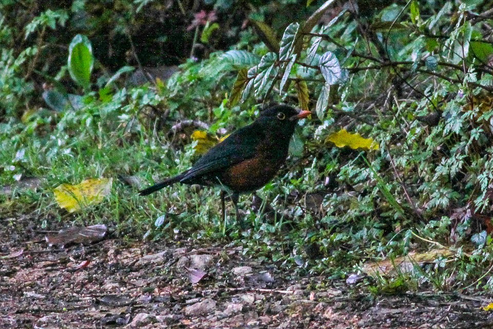 Zorzal de la Española (Turdus swalesi)