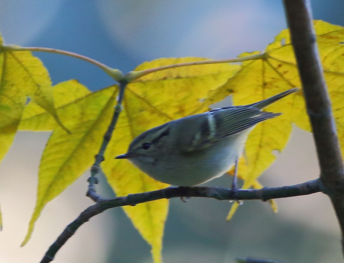 Phylloscopus chloronotus (Phylloscopus chloronotus)