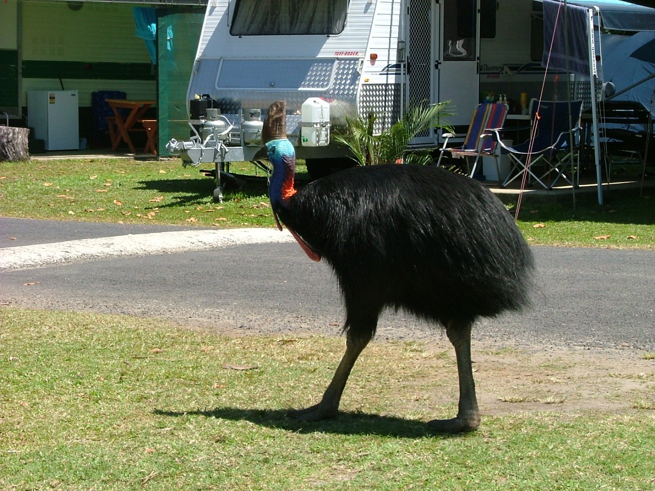 Cassowary (Casuarius)