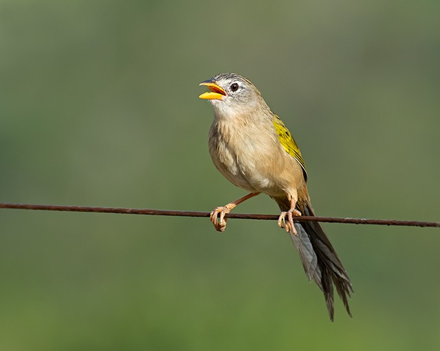 Canário-do-campo (Emberizoides herbicola)