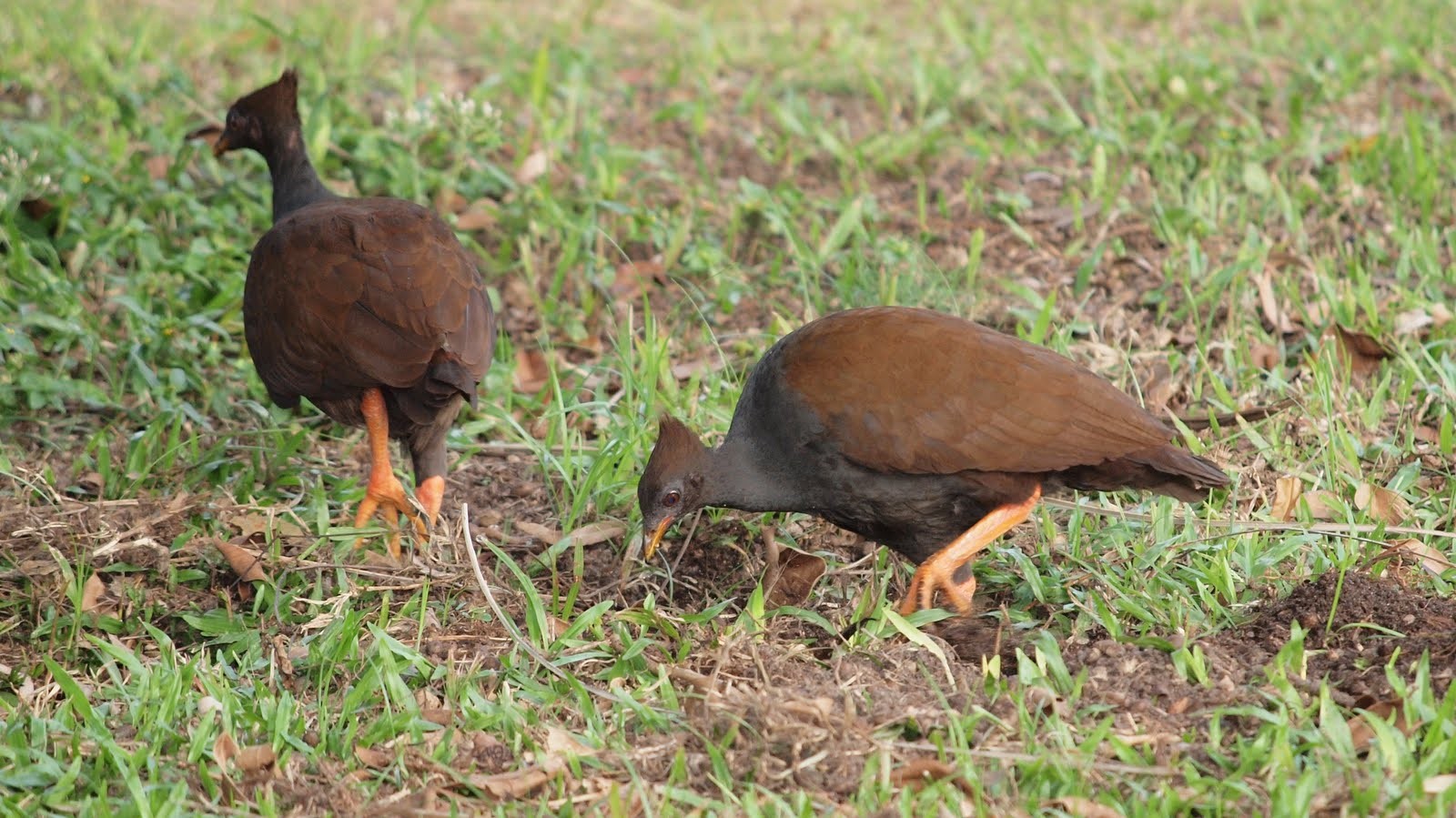 Scrubfowl (Megapodius)