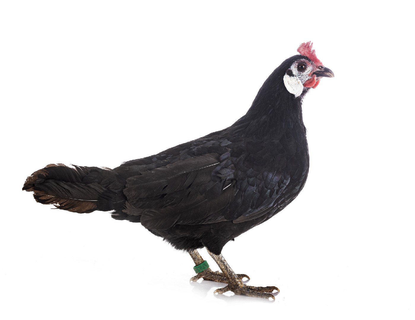 Gallus gallus domesticus 'White-Faced Black Spanish' (Gallus gallus domesticus 'White-Faced Black Spanish')