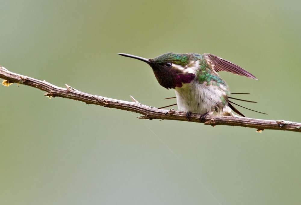 Colibrí de Esmeraldas (Chaetocercus berlepschi)