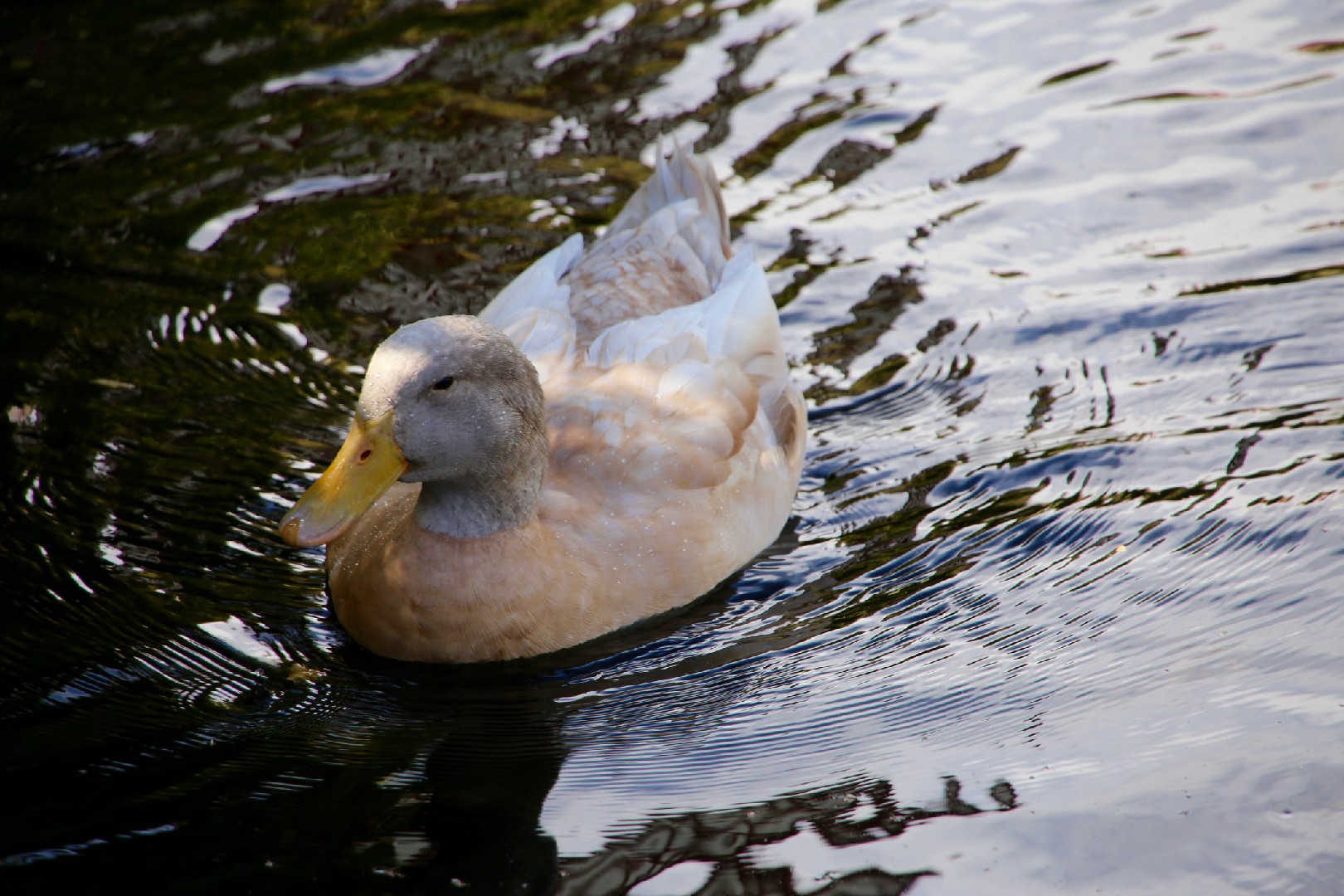 Anas platyrhynchos domesticus 'Buff' (Anas platyrhynchos domesticus 'Buff')