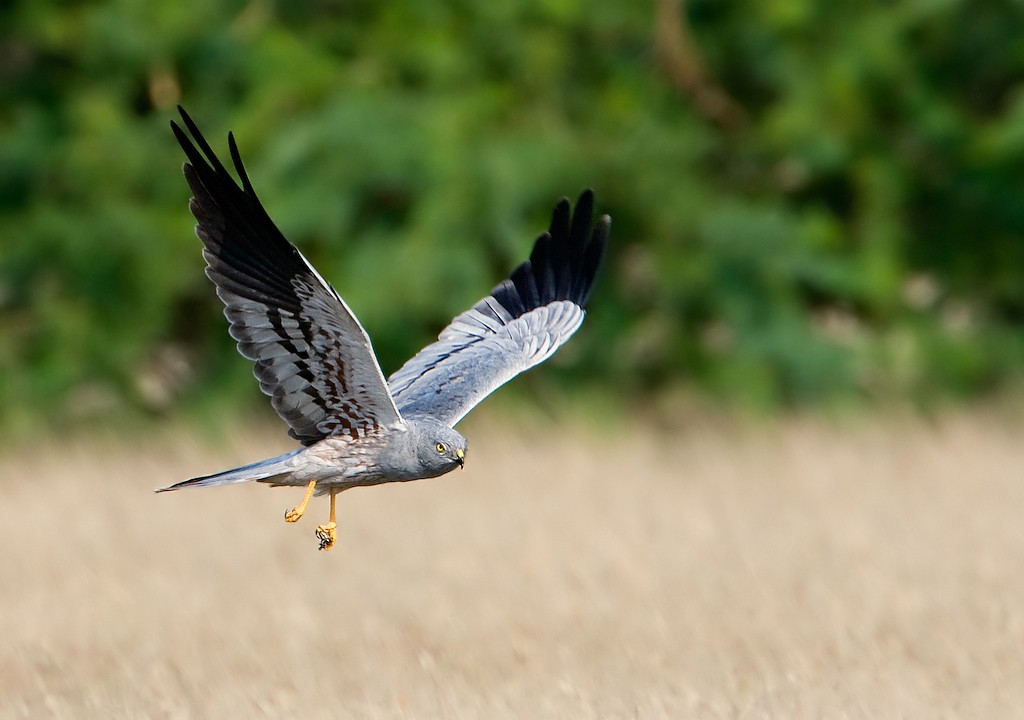 Montagu's Harrier (Circus pygargus)