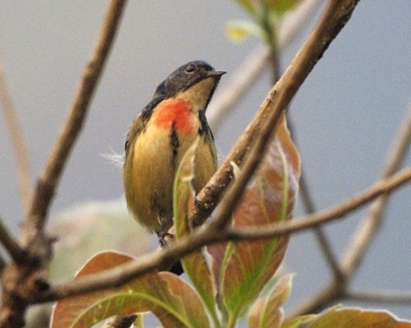 Pica-flor-flamejante (Dicaeum ignipectus)