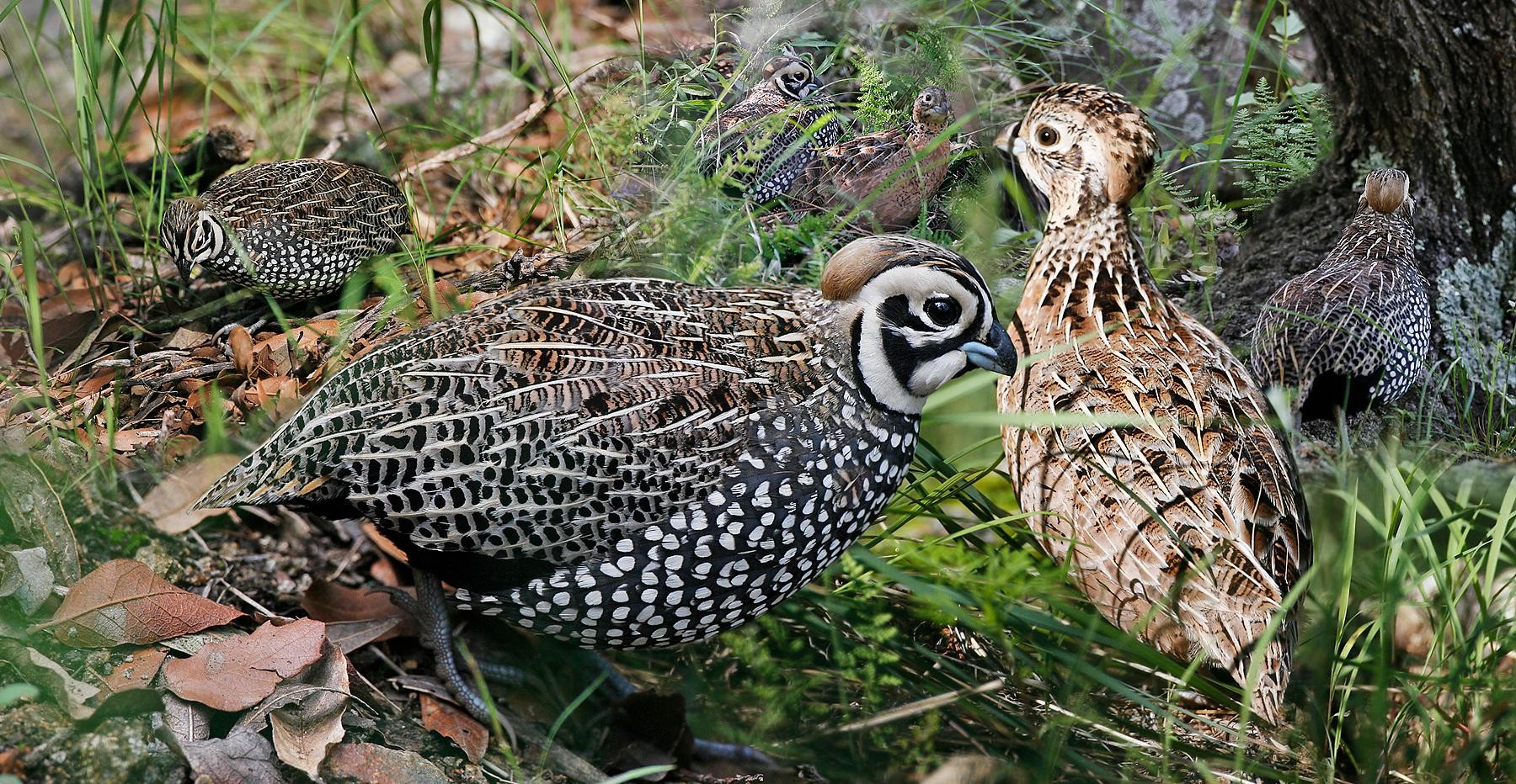 Montezuma and Ocellated Quails (Cyrtonyx)