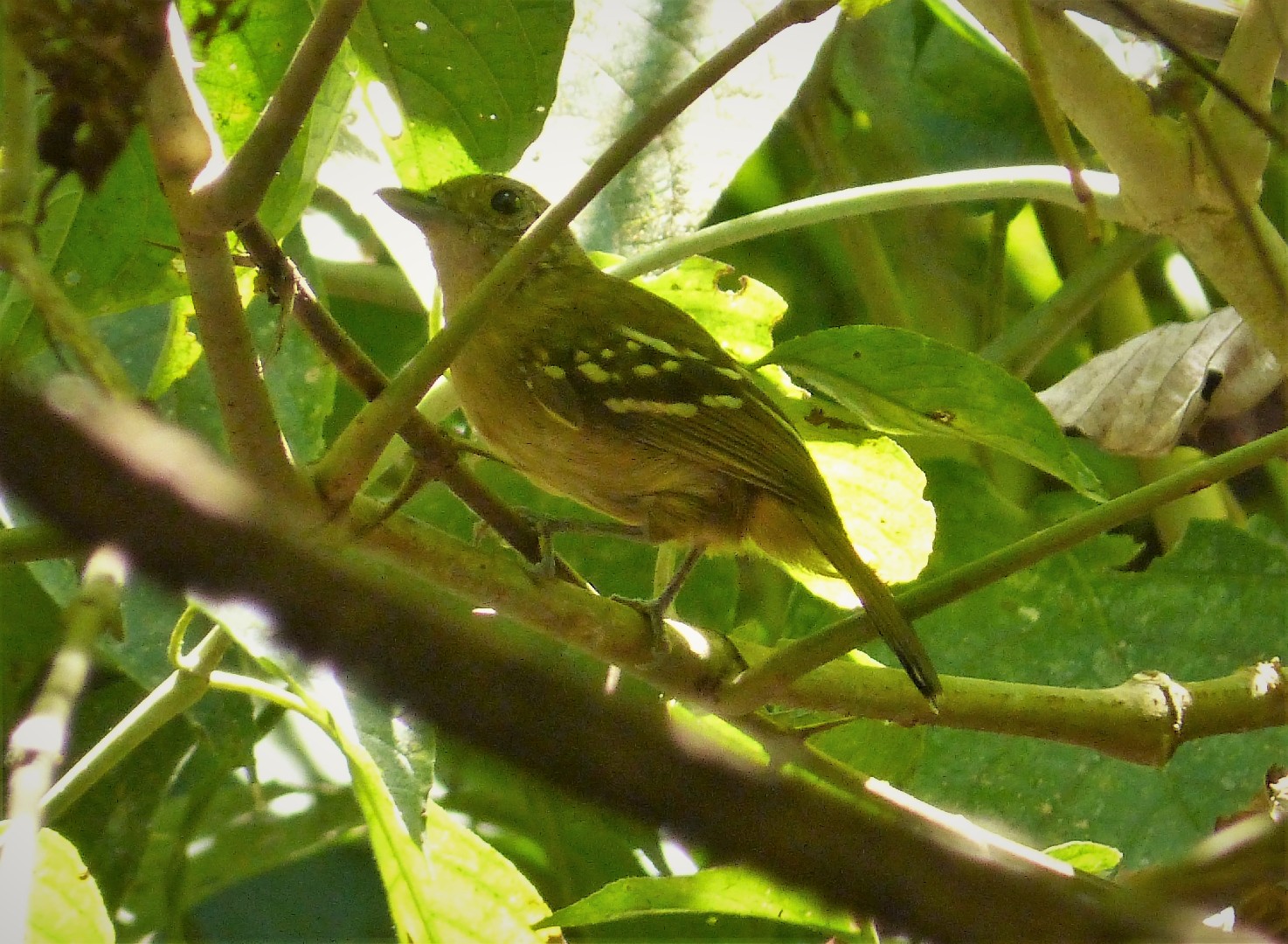 Tropfenkehl-Ameisenschlüpfer (Epinecrophylla fulviventris)