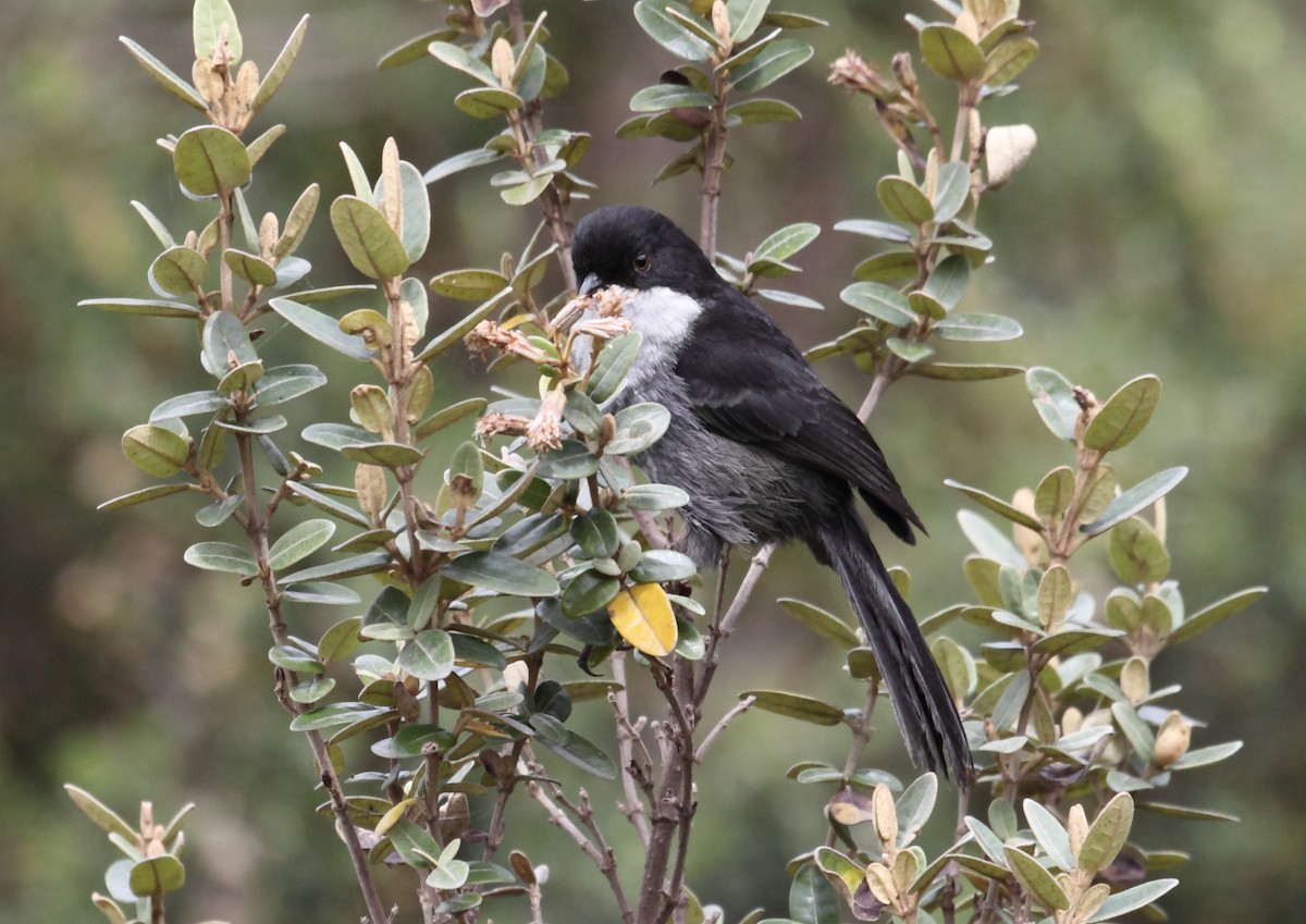 Black-backed Bush Tanager (Urothraupis)