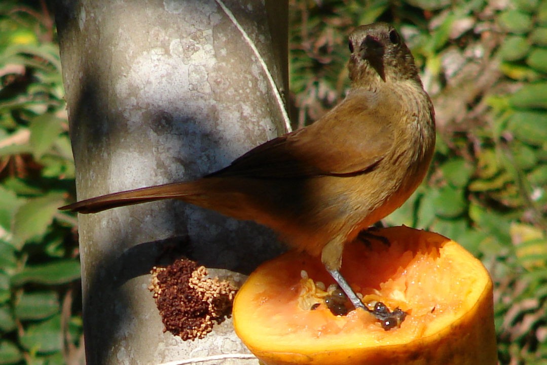Tachyphonus (Tachyphonus)