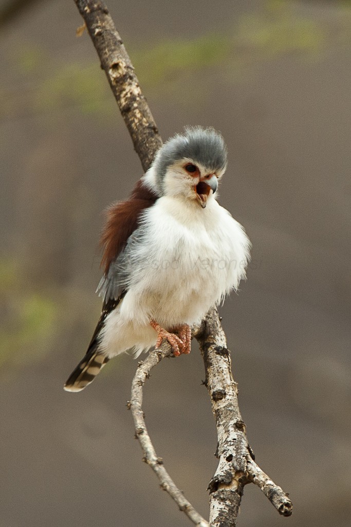 Falcão-pigmeu (Polihierax semitorquatus)