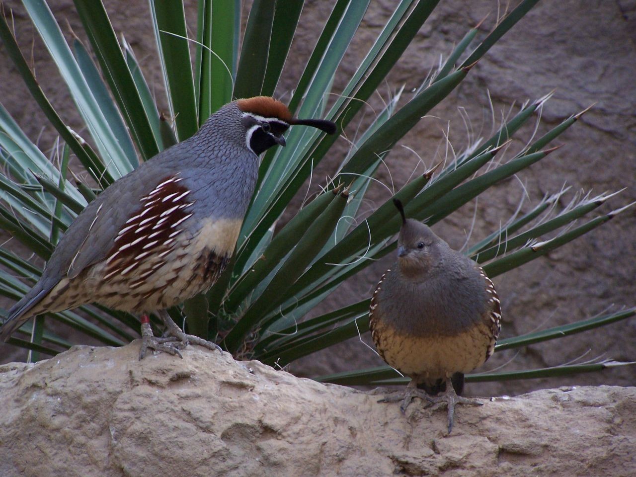 Crested quails (Callipepla)