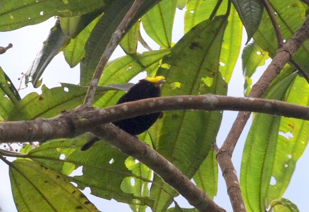 Saltarín Alidorado (Masius chrysopterus)