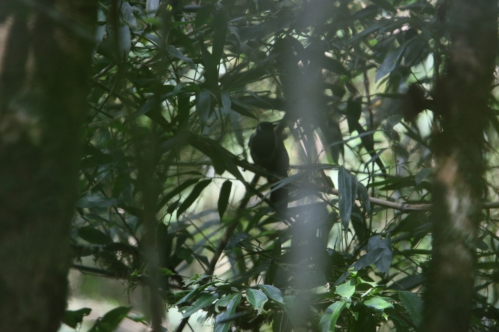 Zwartkoplijstergaai (Garrulax milleti)