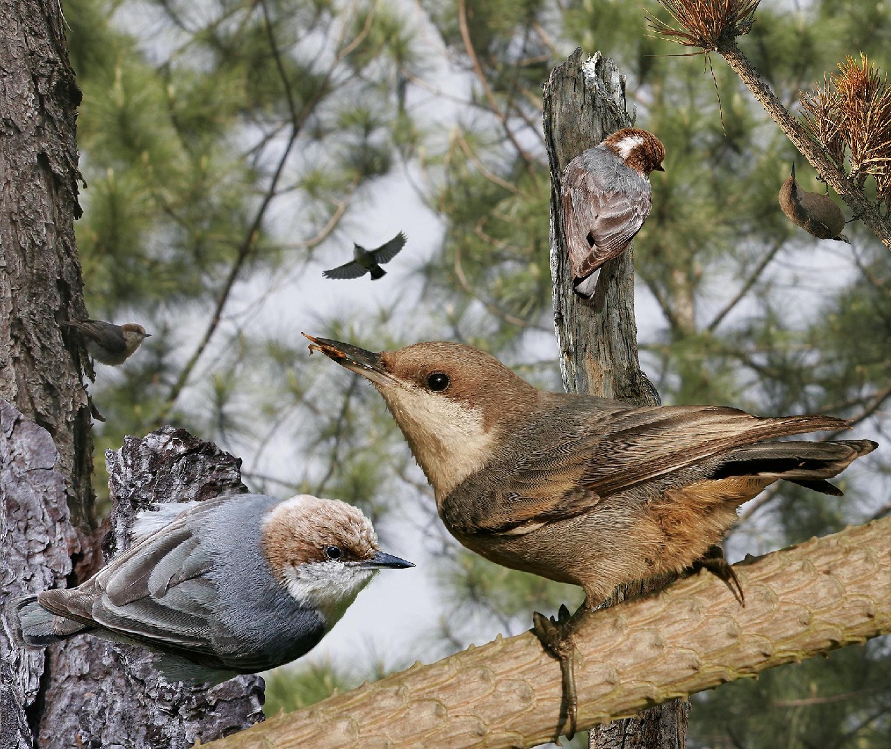 Brown-headed Nuthatch (Sitta pusilla)