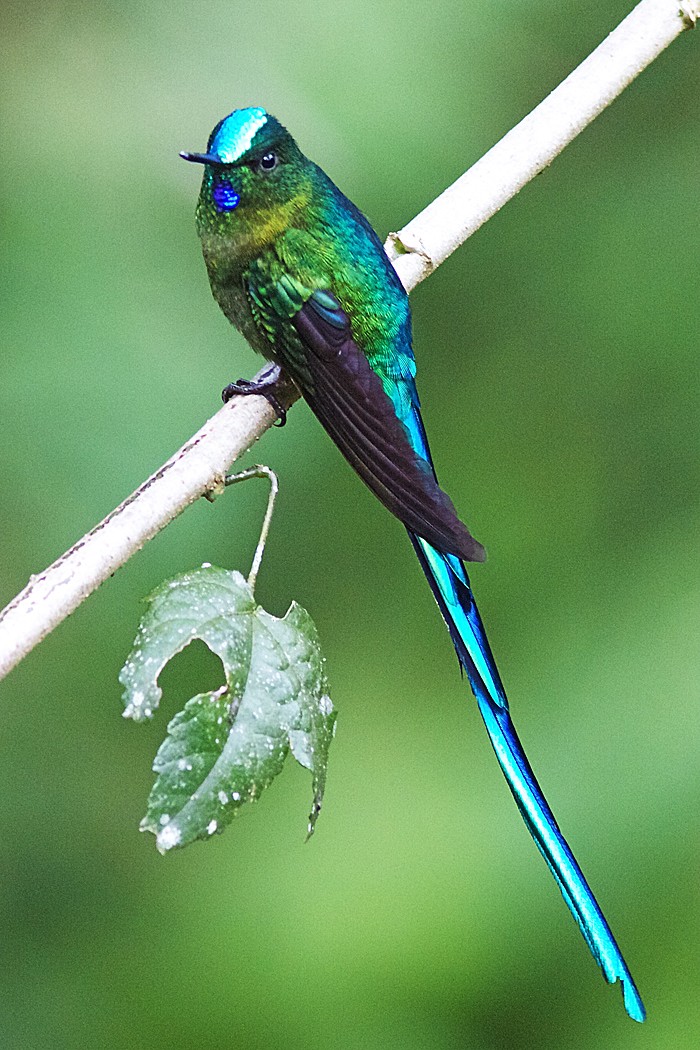 フタオハチドリ属 (Aglaiocercus)