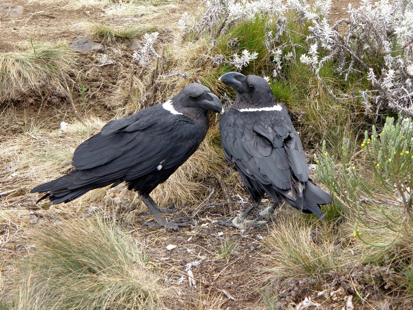 Белощёкий ворон (Corvus albicollis)