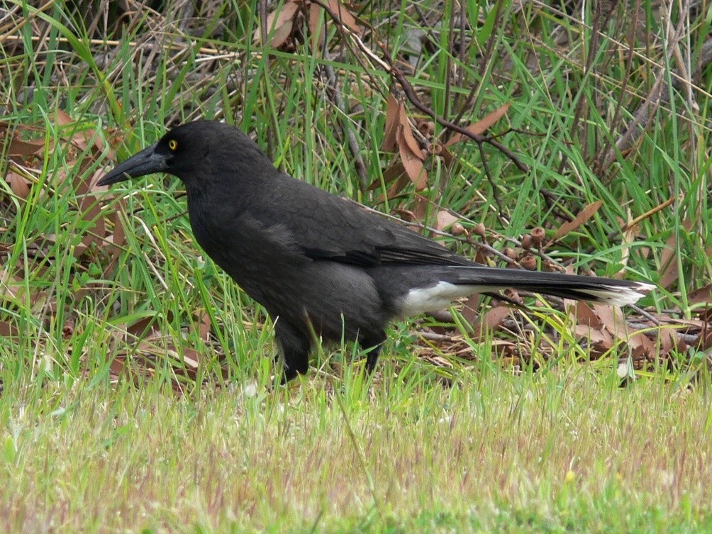 灰噪鐘鵲 (Strepera versicolor)