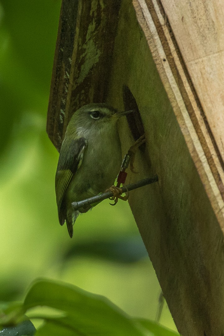 Rifleman (Acanthisitta)